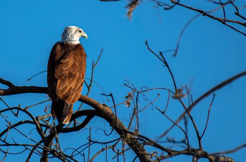 Free A Brahminy Kite perched gracefully on a branch with a clear blue sky backdrop. Stock Photo