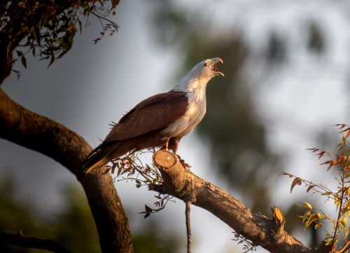 Free Close-up of a Brahminy Kite bird perched on a branch, showcasing its natural habitat. Stock Photo