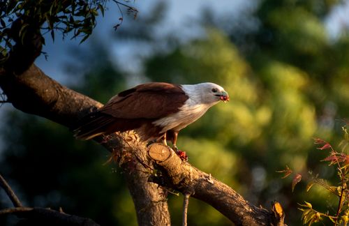 Free Brahminy kite perched on a branch amidst lush greenery, capturing the essence of wildlife photography. Stock Photo