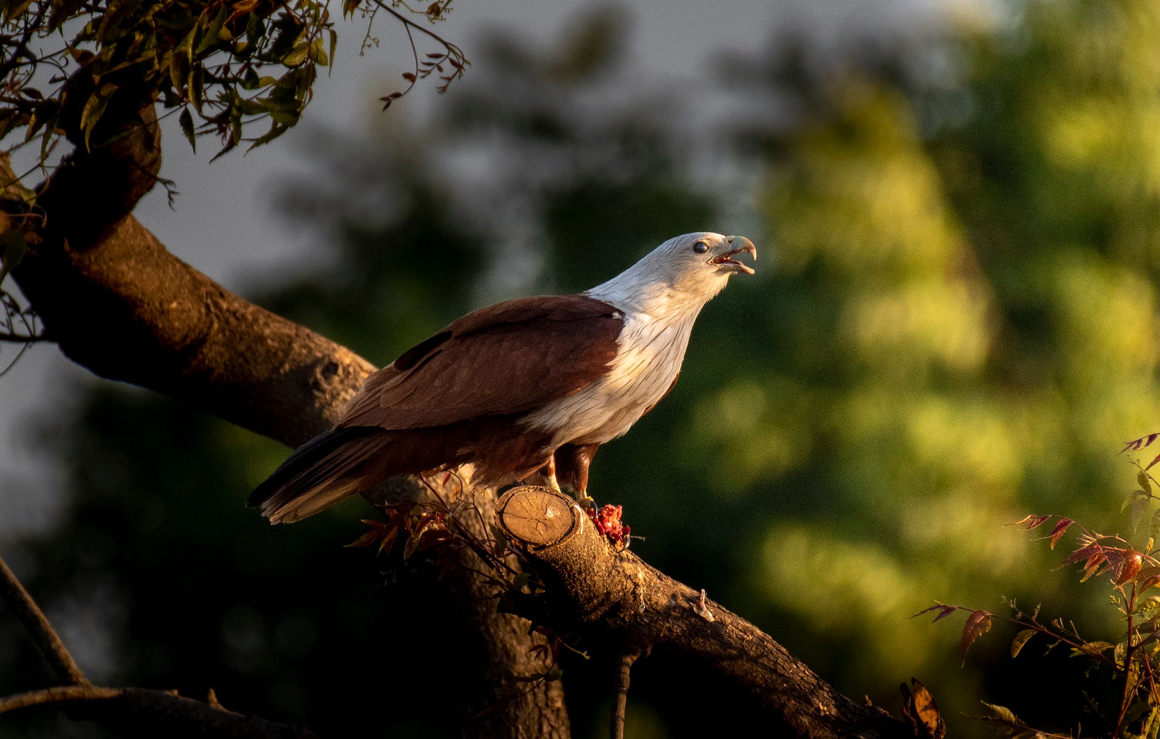 Brahminy Rothman Brahminy Kite in Summer · Free Stock Photo