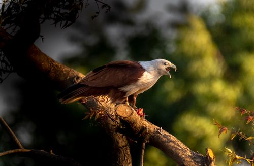 Free Brahminy kite perched on a tree branch in golden light, showcasing wildlife in nature. Stock Photo