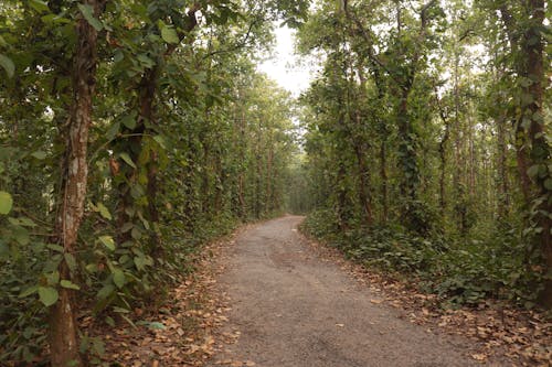 A dirt road surrounded by trees in the jungle