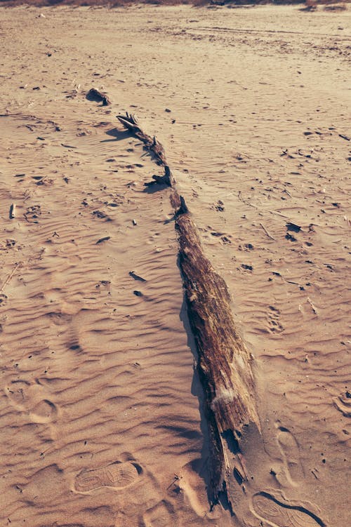 Old tree on the beach