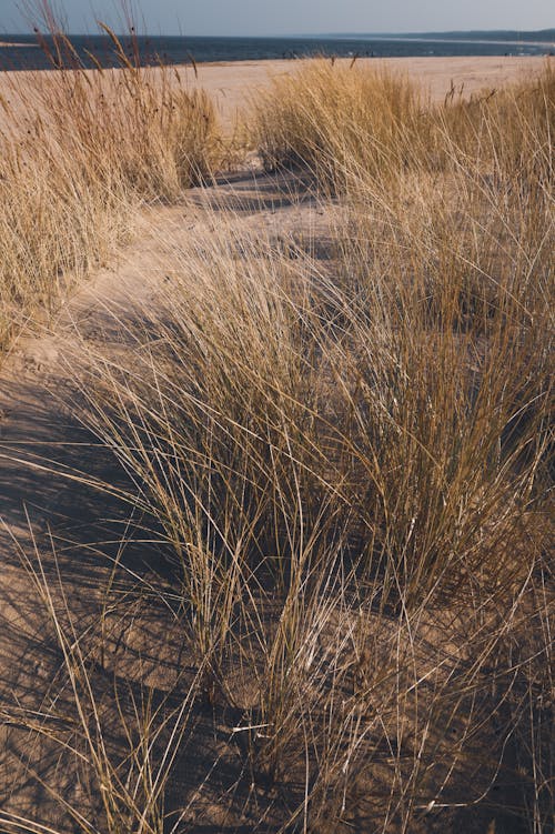 Grass on the beach