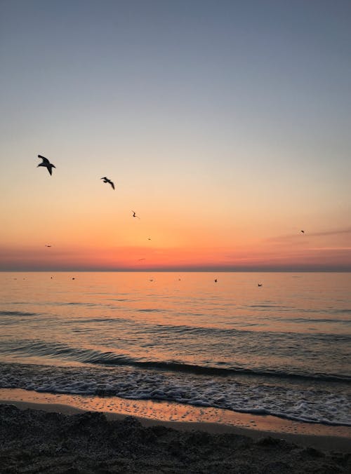 A sunset with birds flying over the water