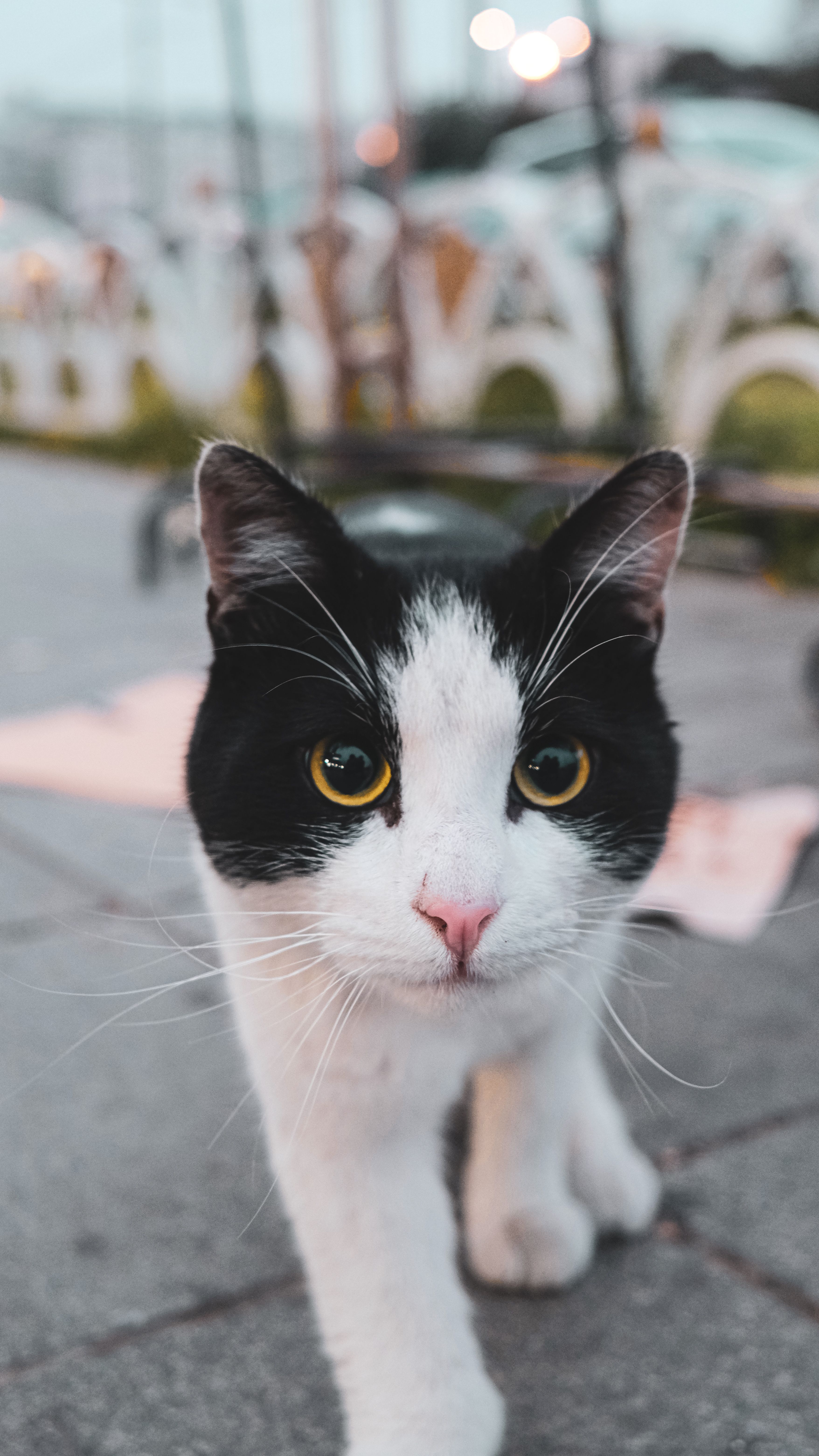 Close-up of a Black and White Cat Walking on a Pavement · Free Stock Photo