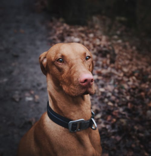 A brown dog with a collar on its neck