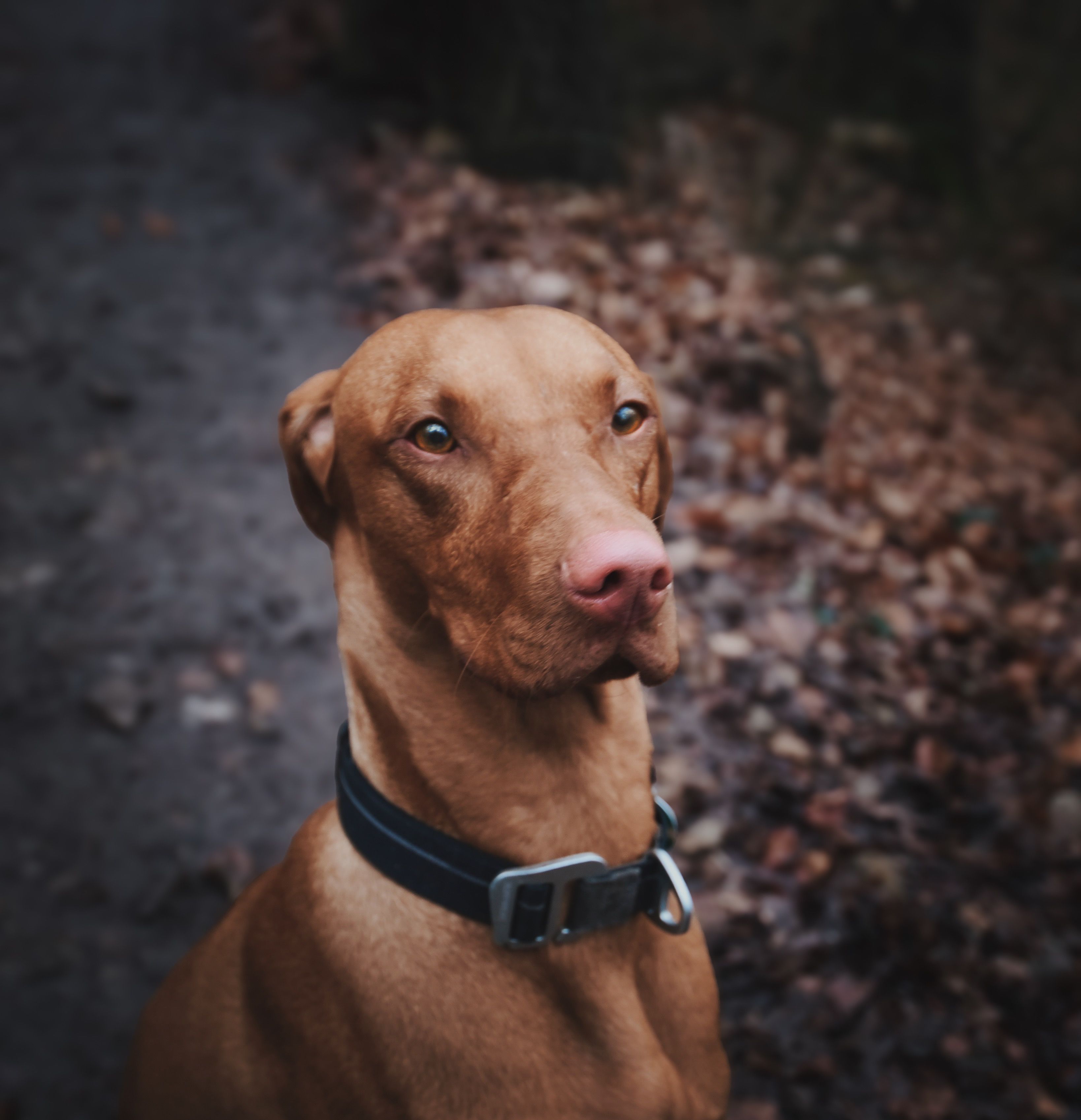 A Dog Sitting Outdoors · Free Stock Photo