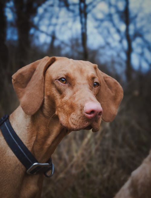 A dog with a collar on in the woods