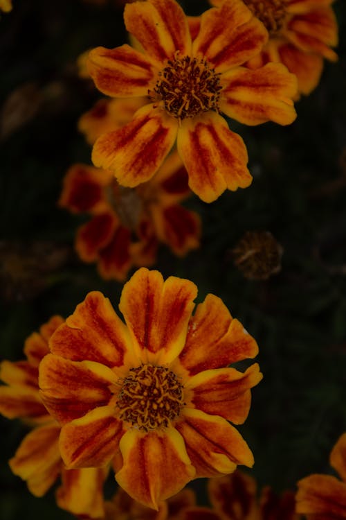 A close up of some orange and yellow flowers