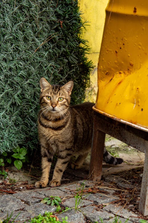 Foto d'estoc gratuïta de a l'aire lliure, animal, arbust