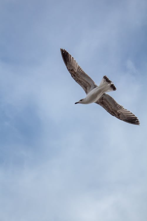 A seagull flying in the sky with a blue sky
