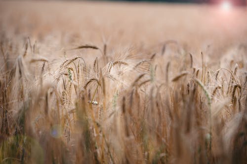 トウモロコシ畑, フィールド, 収穫された畑の無料の写真素材