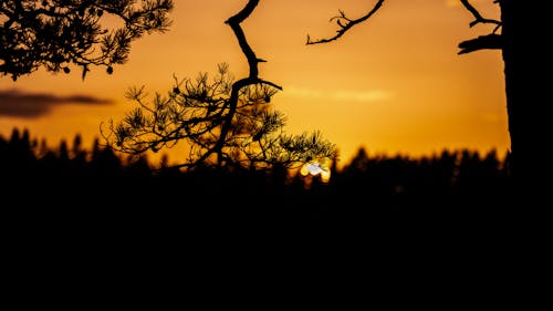 Silhouetted Trees against an Orange Sunset Sky 