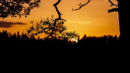 Kostnadsfri bild av barrträd, dramatisk himmel, grenar