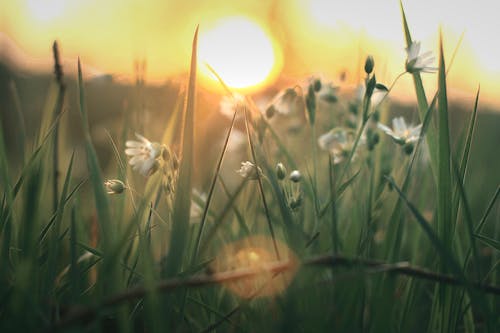 フラワーズ, 咲く花, 夏の無料の写真素材
