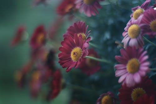 セレクティブフォーカス, フラワーズ, 咲くの無料の写真素材