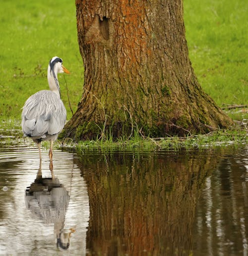 Close-up of a Heron Standing in a Body of Water 