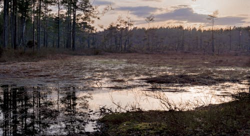 A marsh with trees and water at sunset