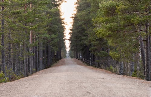 A dirt road in the middle of a forest