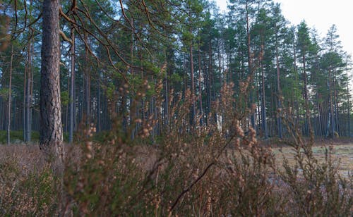 Ingyenes stockfotó erdő, esés, fák témában