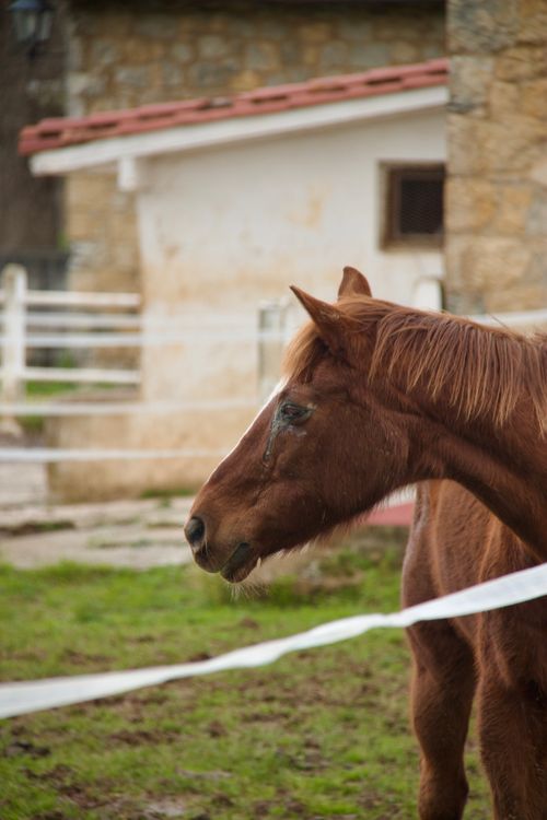 Free A close-up portrait of a brown horse standing in a farm enclosure. Stock Photo