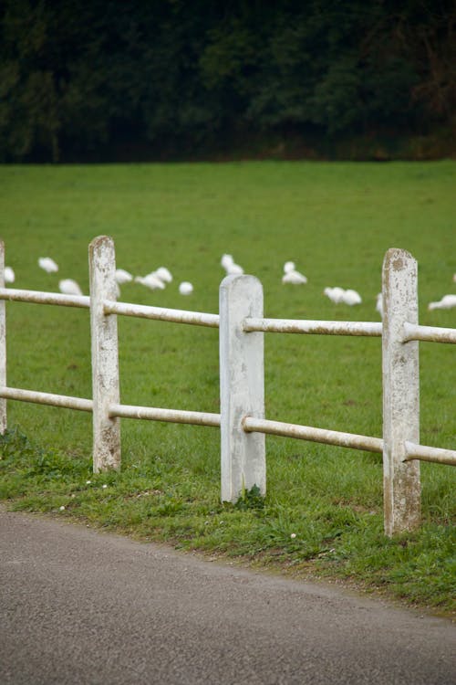 Immagine gratuita di azienda agricola, campagna, erba