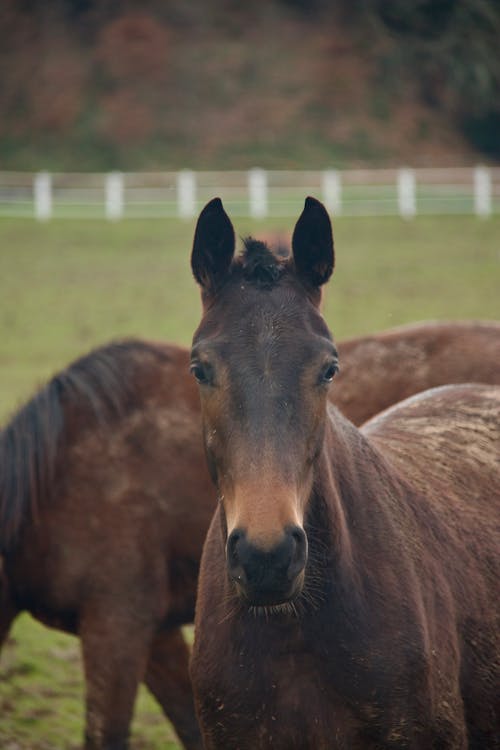 Fotos de stock gratuitas de agricultura, animales, caballos