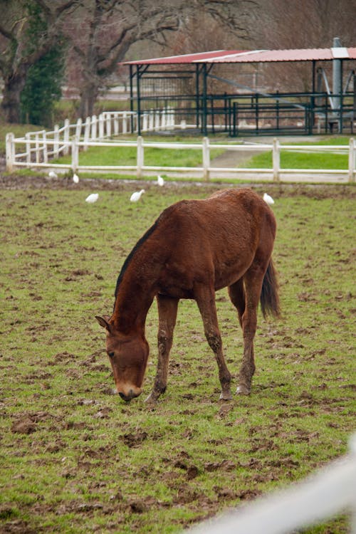 A horse eating grass in a fenced in area