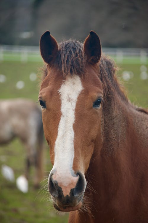A horse with a white face and a brown body