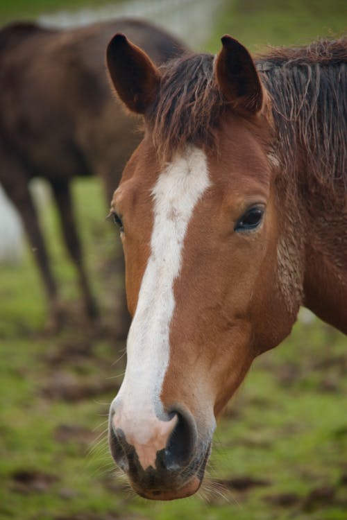 Fotobanka s bezplatnými fotkami na tému hnedé kone, hracie pole, kôň