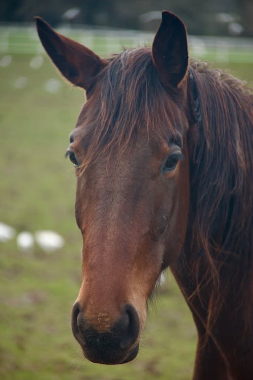 A horse with a brown mane and brown eyes