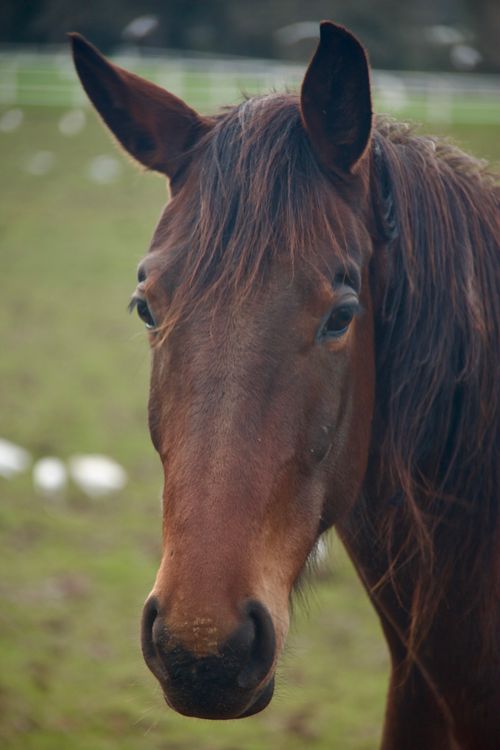 Free A detailed close-up of a brown horse against a blurred green field background. Stock Photo