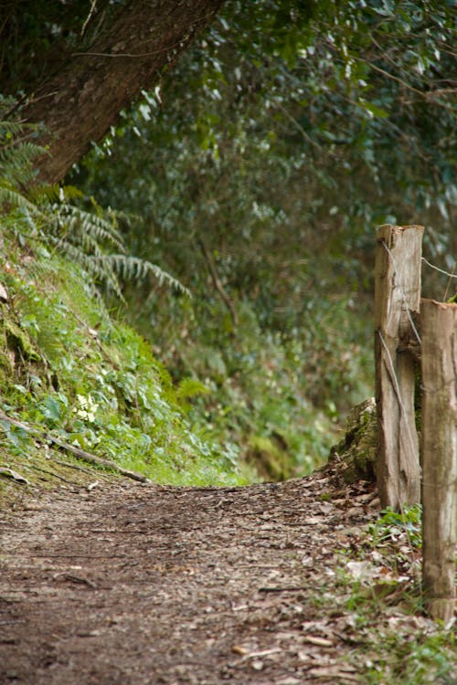 A person walking down a dirt path with a dog