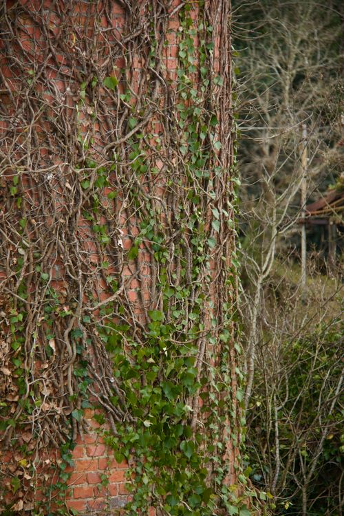 Free Close-up of a brick wall covered with ivy and bare branches outdoors in early spring. Stock Photo