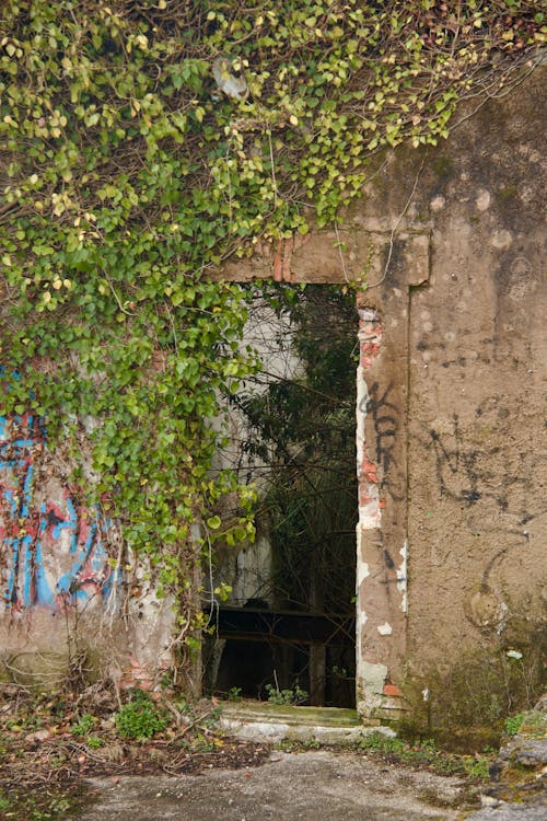 A door with graffiti on it is covered in vines