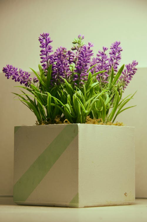 가짜 식물, 꽃, 냄비의 무료 스톡 사진