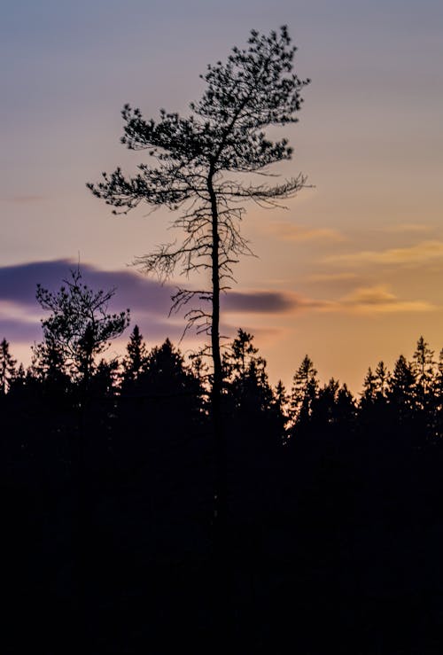 Silhouetted Trees at Sunset