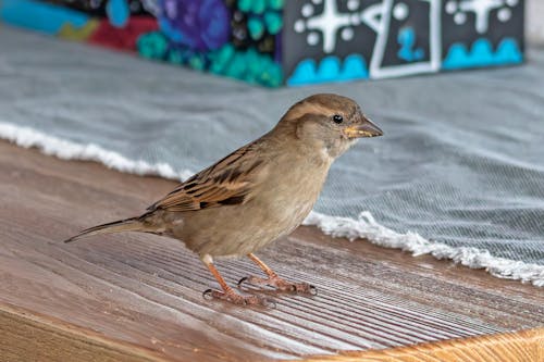 Gratis lagerfoto af birdie, brun fugl, sød fugl