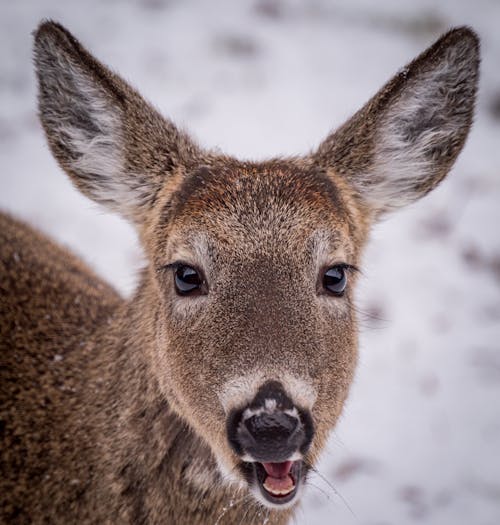 A deer with its mouth open in the snow