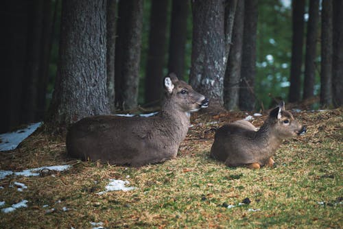 Foto profissional grátis de árvore, chifre, floresta