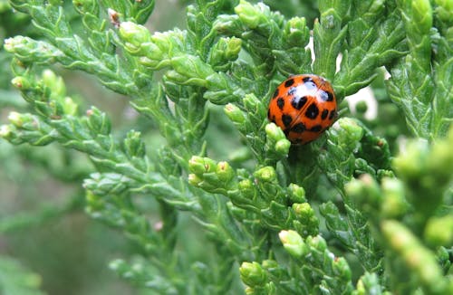 Ingyenes stockfotó gyufa feje, ladybeetle, rovar témában