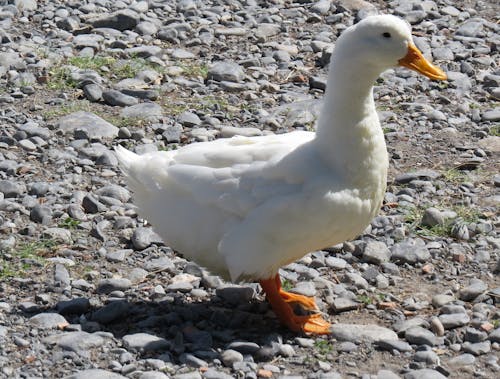 Ingyenes stockfotó állat, fowel, kacsa témában