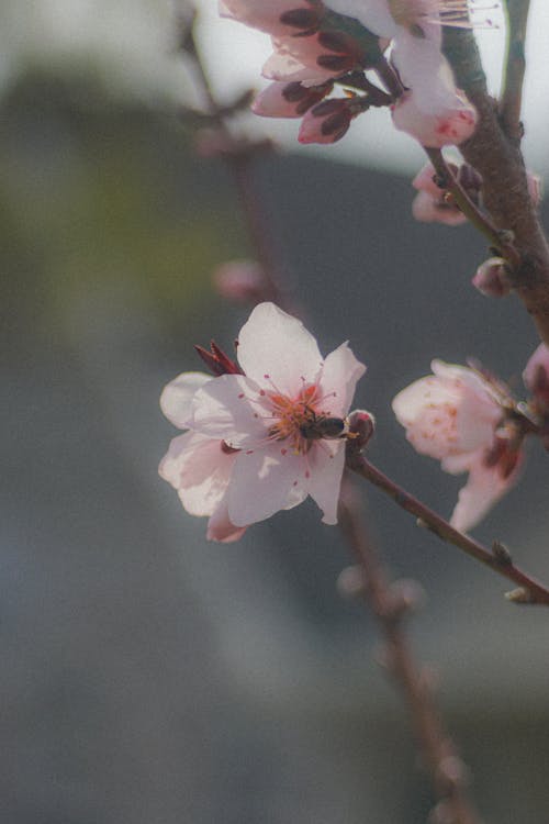 垂直拍攝, 微妙, 春天 的 免費圖庫相片