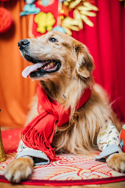 Portrait of Golden Retriever in a Red Scarf