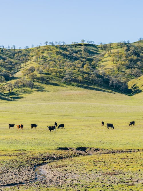 Cattle grazing in a grassy field near a hill