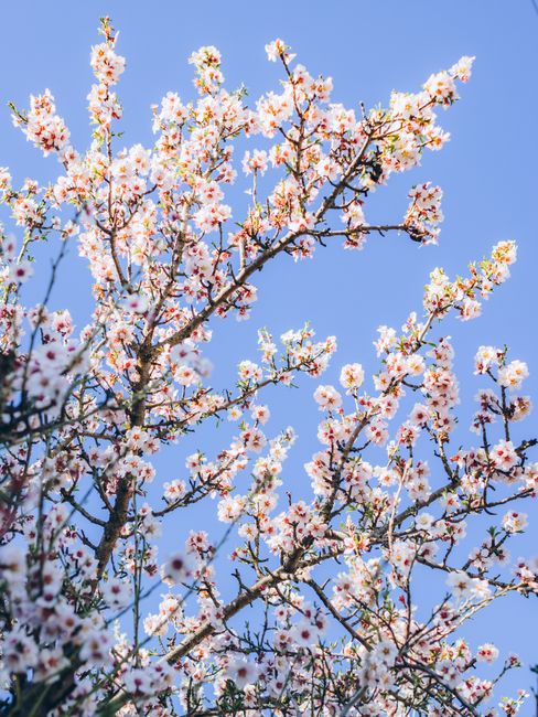 Vivid cherry blossom branches in full bloom against a clear blue sky, symbolizing spring.