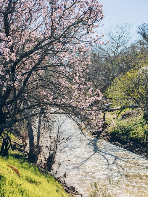 Immagine gratuita di alberi, calma, creek