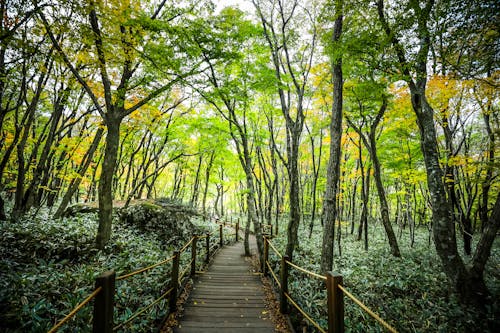 A wooden walkway through the woods with trees