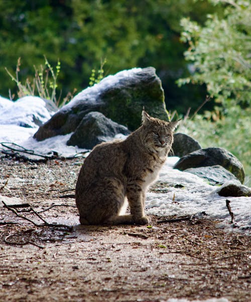 Бесплатное стоковое фото с вертикальный выстрел, кошка, млекопитающее